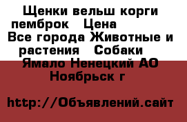 Щенки вельш корги пемброк › Цена ­ 70 000 - Все города Животные и растения » Собаки   . Ямало-Ненецкий АО,Ноябрьск г.